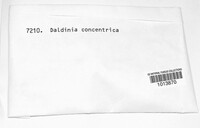 Daldinia concentrica image